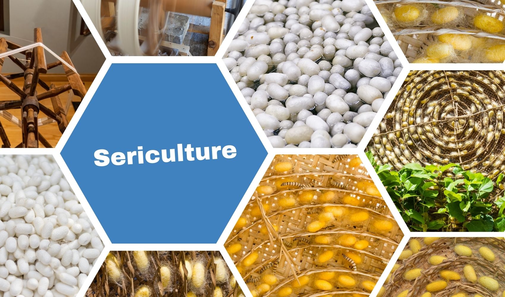 Sericulture